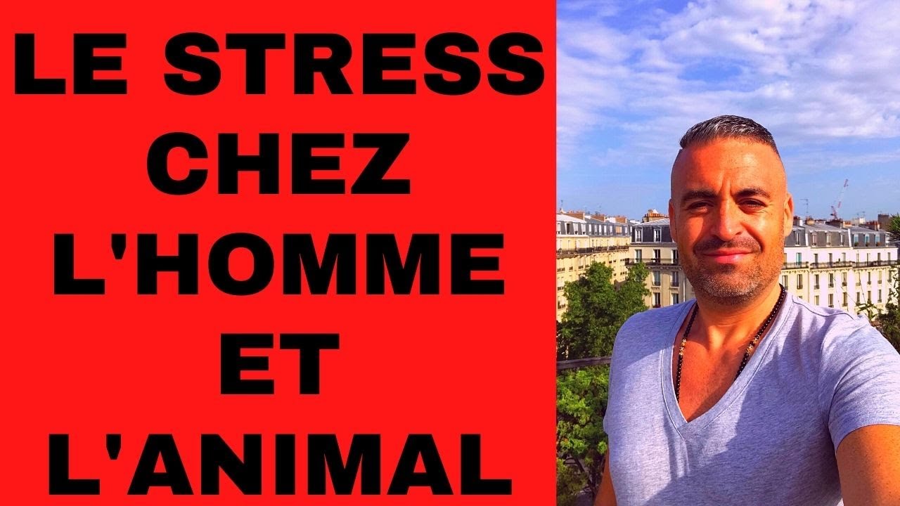Comment mieux comprendre le stress  YouTube