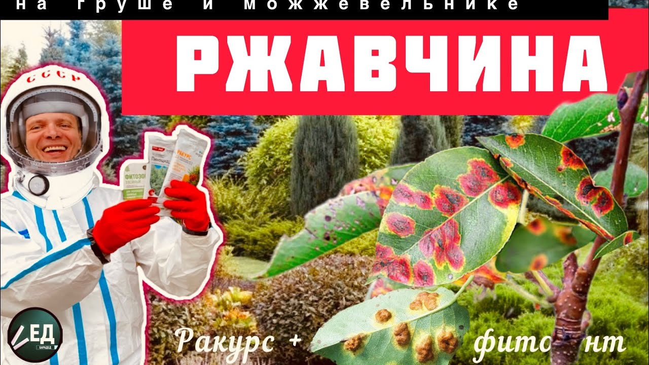РЖАВЧИНА ГРУША хвоя лечение ракурс + пиноцид - YouTube