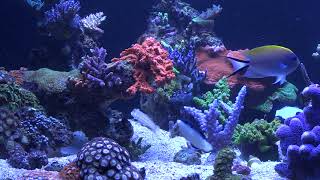 EA REEF 1200 S