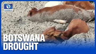 Botswana Citizens Lament As Drought Worsens