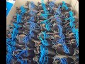 O projeto Botinhas de Caminheiro