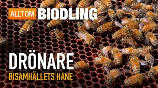 Drönare - Bisamhällets Hane Honungsbin