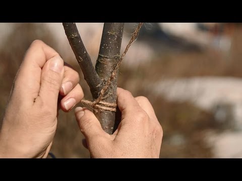 Video: Guavapuun karsiminen: milloin ja miten guavapuu leikataan