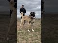 Kanalımıdaki Bir Birinden Güzel Videoları İzlemek İçin Kanalımıza Abone Olun #kangal #malaklı #fyp