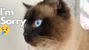 Does Your Cat Say Sorry? You Won