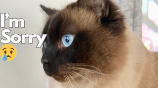 Does Your Cat Say Sorry? You Won't Believe How They Apologize!