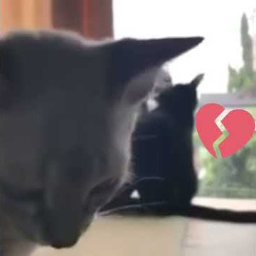 kasihan si kucing galau.. 😭   cocok untuk story wa