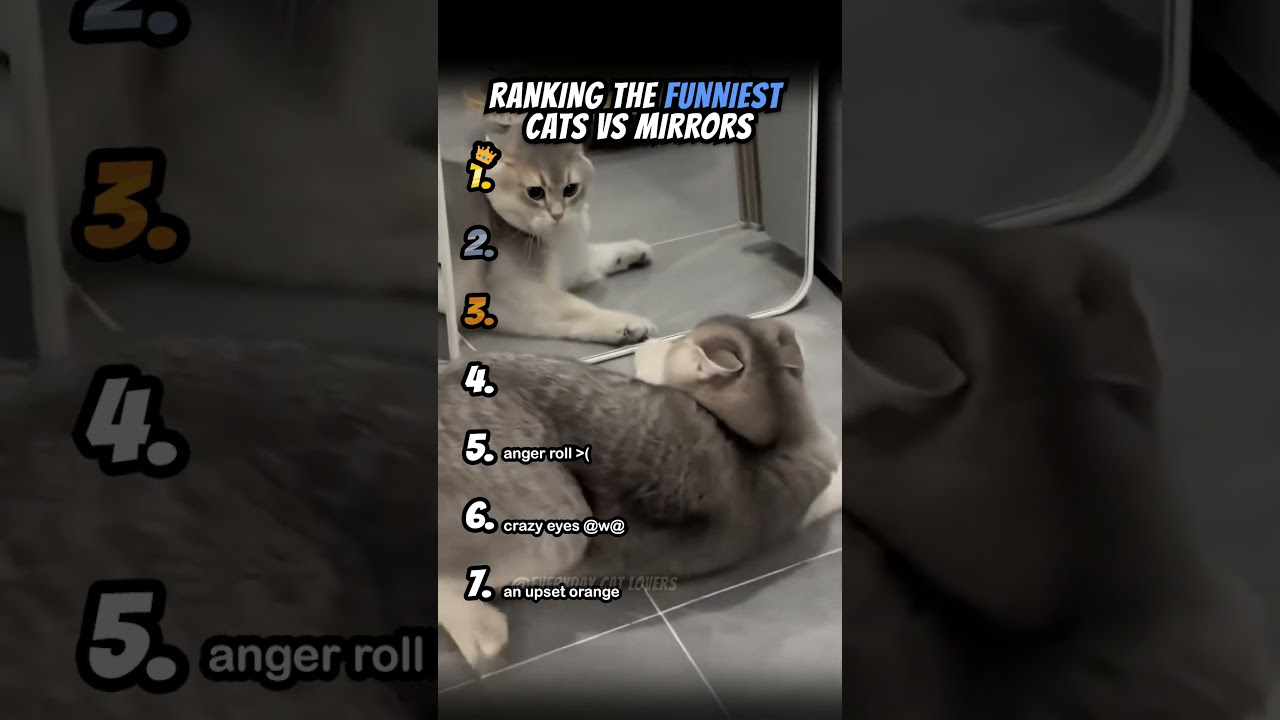 Ranking Funniest Cats Vs Mirrors Part 2 #cats #catvideo #shorts #ranking