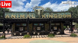 🔴Live: An Animal Kingdom Morning with Animals, Characters & More! - Walt Disney World - 6-5-24