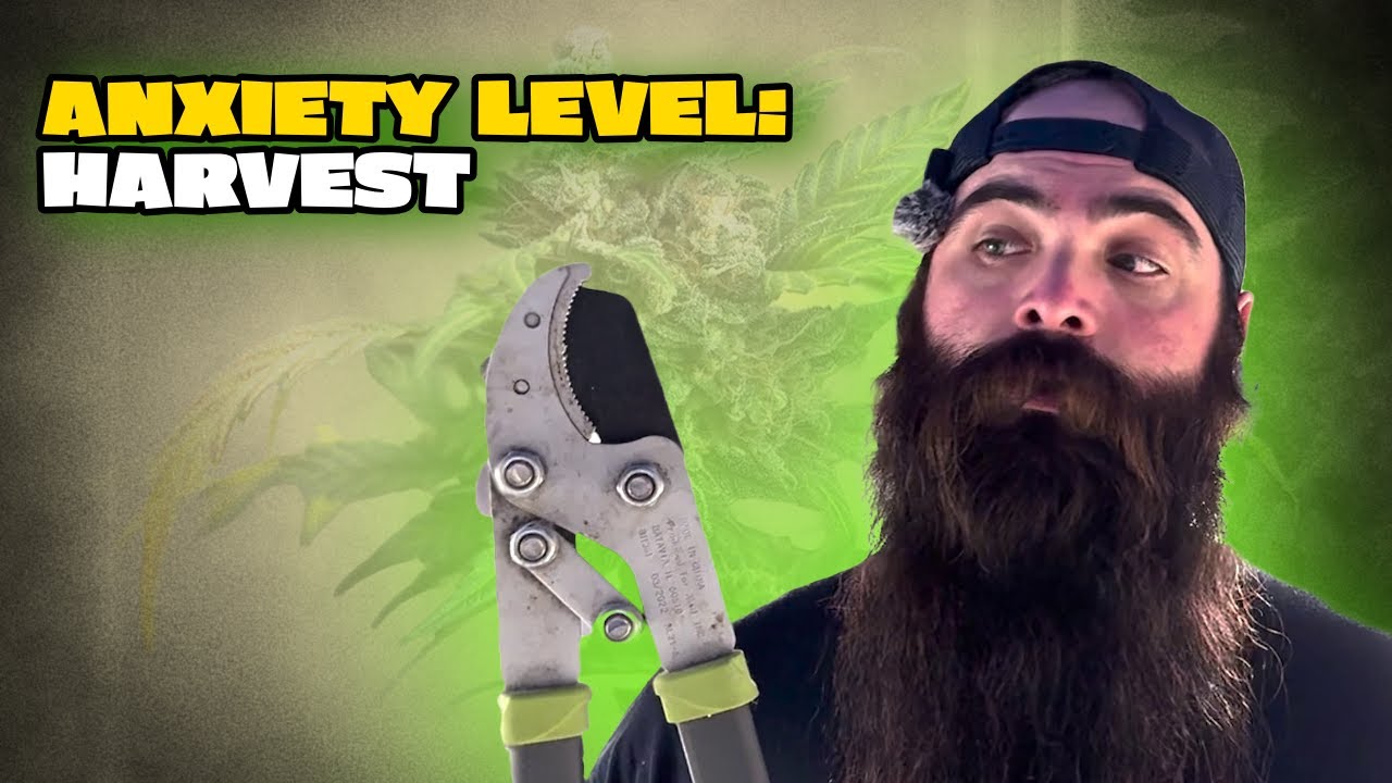 When Growers Typically Harvest Cannabis | Educational Timing Guide | The Grateful Gardener