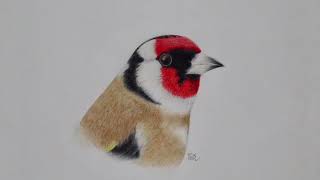 Forthcoming Bird Portrait Calendar