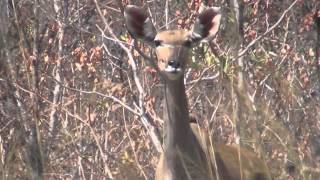 Куду лает (Kudu Barking) Куду лает (Kudu Barking)