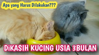 CARA MERAWAT KUCING USIA 3 BULAN