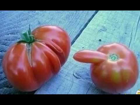 Funny Pictures With Double Meaning, Funny Double Meaning Images