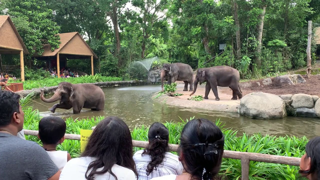Elephant Presentation, Singapore Zoo, 2019 YouTube