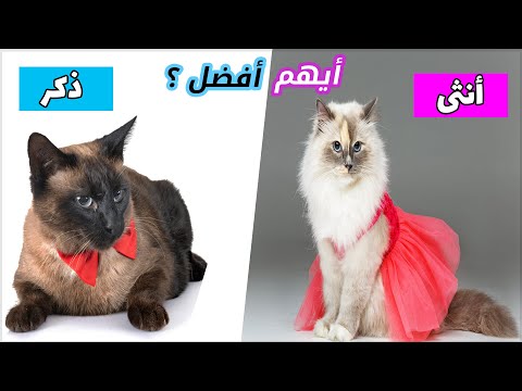 فيديو: هل القطط الإناث تحدد منطقتهم؟