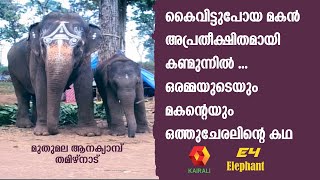 ഒരു അമ്മയുടെയും മകന്റെയും ഒത്തുചേരലിന്റെ കഥ | e4 Elephant | Muthumala Elephant Camp | Kairali TV