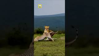 The Day The Leopard Showed The Lion Whos Boss