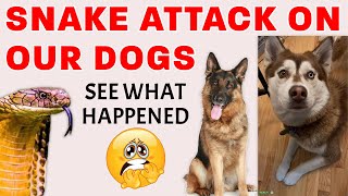SNAKE ATTACK ON DOGS | DEADLY SNAKE BITE | BAADAL BHANDAARI