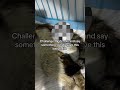 Together we can save all these babies  for any support donation link is in bio. All pledges help!