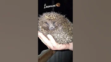 Маленький чудовий дружок їжачок їжак село сад прогулка друзі дружок 