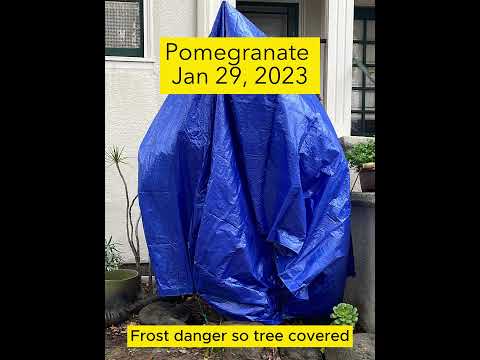 Pomegranate Tree: Incredible 2-Year Transformation