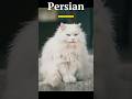 Most popular cat breeds of 2024 🐱✨ #cat #2024trends
