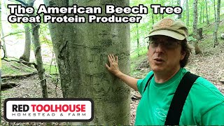 Is the AMERICAN BEECH the BEST Shade Tree for the Homestead??