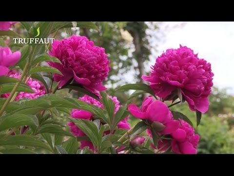 Vidéo: Jardinage Avec Des Pivoines