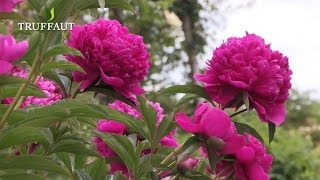 Comment planter une pivoine herbacée au jardin ou en pot ? - Truffaut
