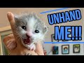 Tiny meowing kitten is not ready to grow up