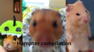 Hamster