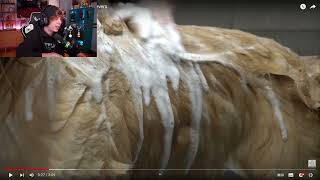 F Por Los Perritos Labradores Rubius