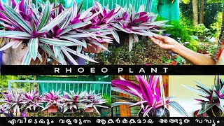 Rhoeo Plant | എവിടെയും വളരുന്ന ആകർഷകമായ അത്ഭുത സസ്യം  | (Malayalam)