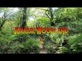 Jurassic woodland 2