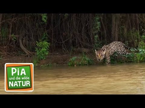 Abenteuer im Amazonas-Regenwald | Reportage für Kinder | Pia und die wilde Natur