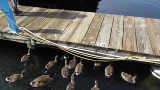 Adolescent Goslings Swim By