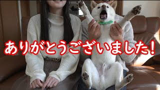 お姉ちゃんのお知らせを見た柴犬と家族が興奮しました(笑)