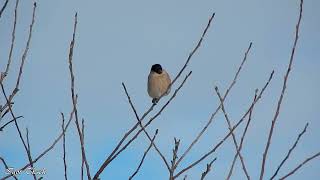 Снігур (самка) / Bullfinch (female)