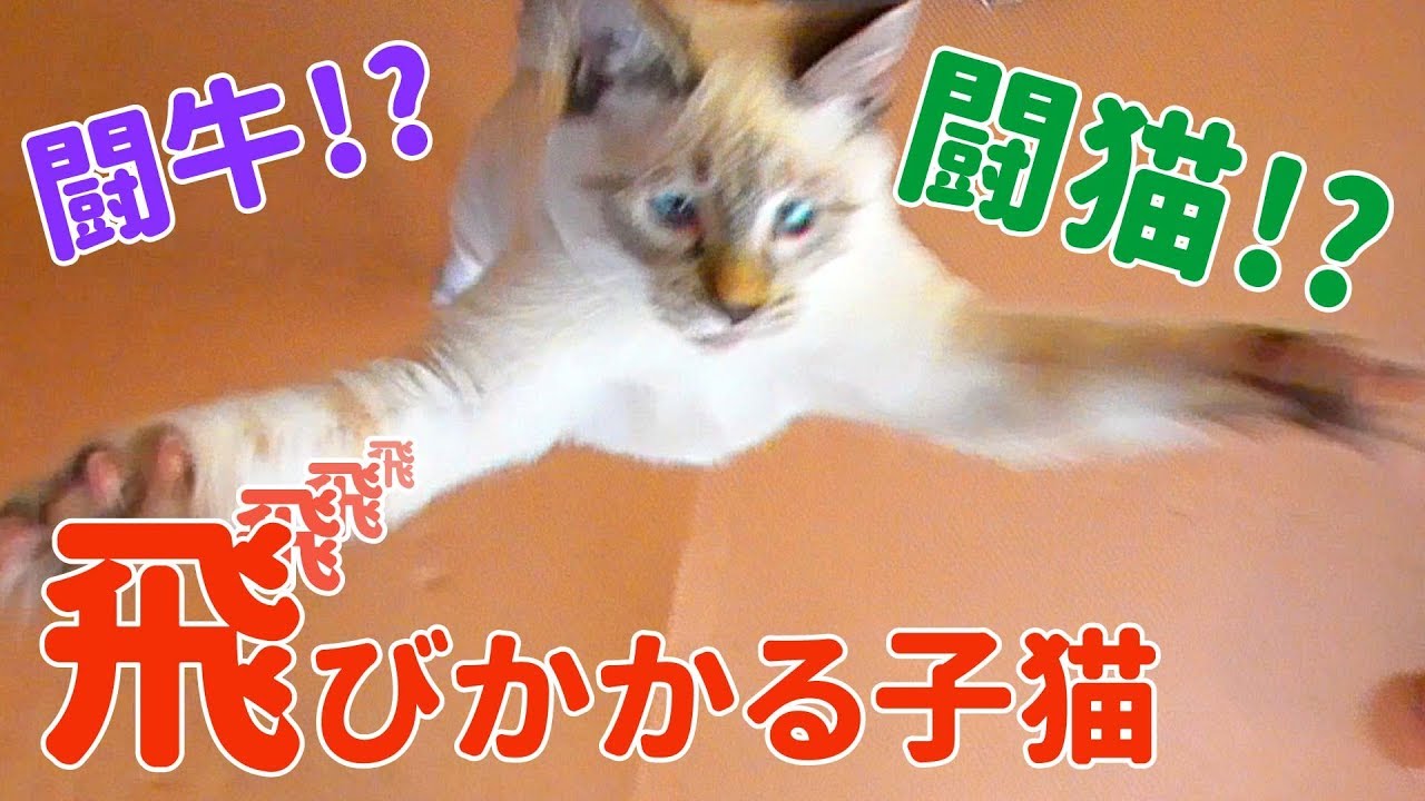 闘牛ならぬ闘猫!?布に飛びかかる子猫【猫ローリング】 - YouTube