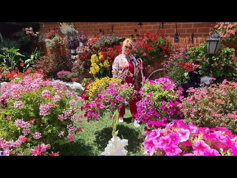 Video: Condiciones de cultivo de flores esqueléticas: consejos sobre el cuidado de las plantas de flores esqueléticas