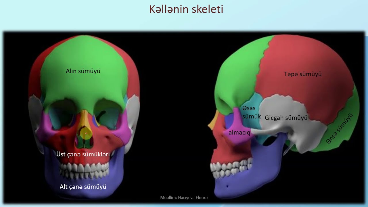 Sümük sistemi -Dayaq hərəkət aparatı - 1
