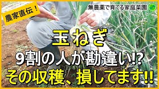 【玉ねぎ栽培】収穫のタイミングは見極めが肝心収穫間際のNG作業も解説【有機農家直伝無農薬で育てる家庭菜園】　24/5/25