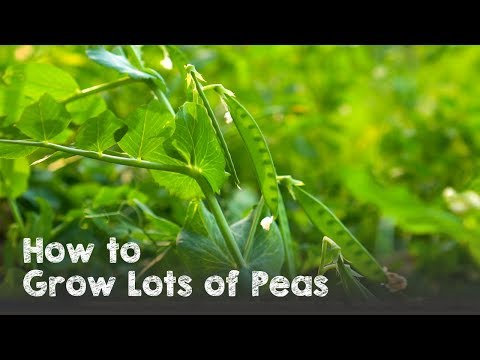 Vídeo: Green Arrow Pea Info: Aprenda sobre o cultivo de uma planta de ervilha Green Arrow