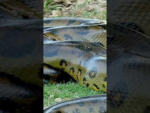 large anaconda snake