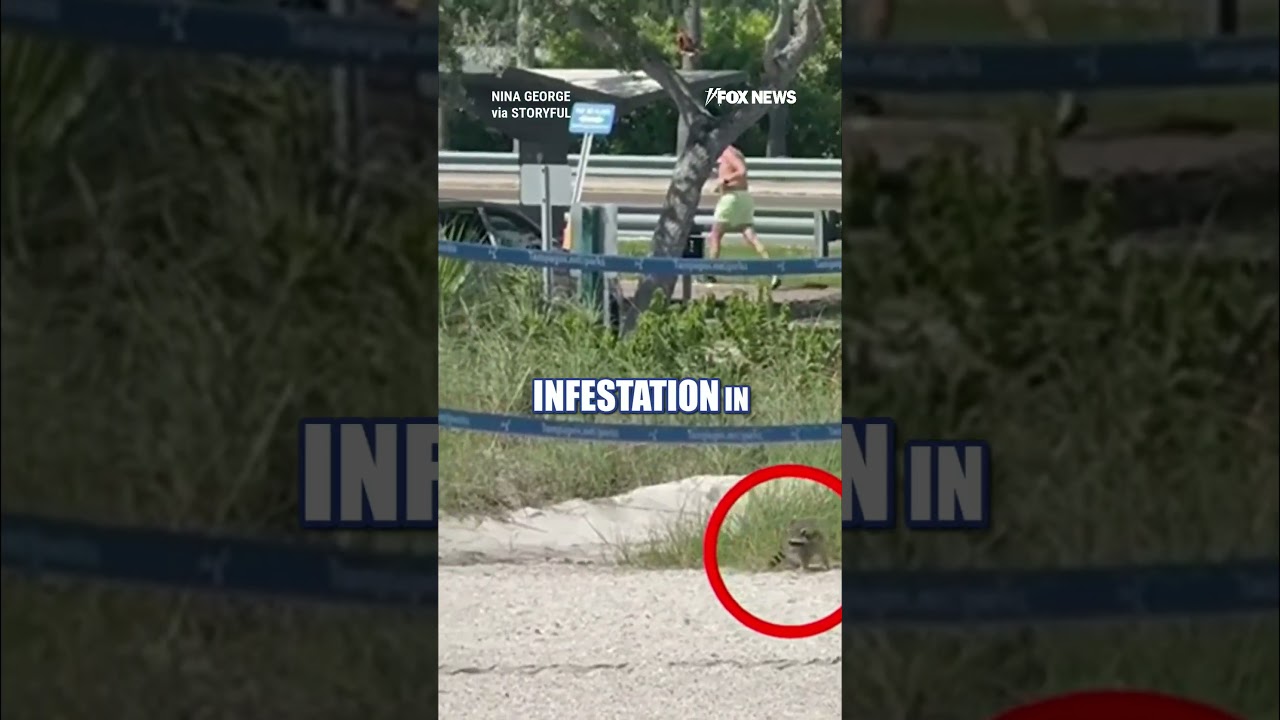 WATCH: Florida man seen walking raccoon on leash #shorts #us #Florida #foxnews