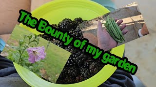 The Bounty of my Garden #viral #trending #blessed #god #garden #gardening #blackberry #greenbeans