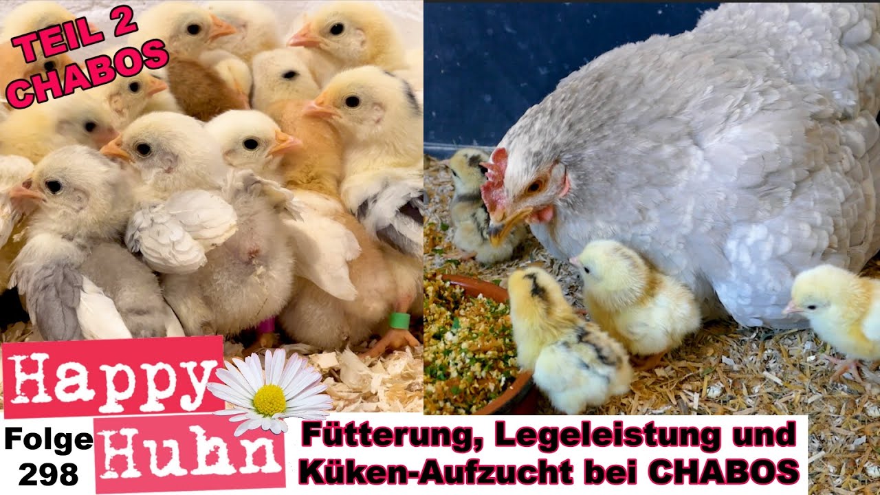 Gevrstebes Huhn Haltbar Teil 2 CHABOS im Rasseportrait: Küken, Naturbrut, Legeleistung und