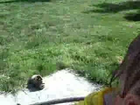Sprinkler - round 2