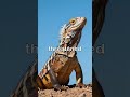#AnimalFacts #Wildlife #Nature  #DidYouKnow #FrilledLizard
